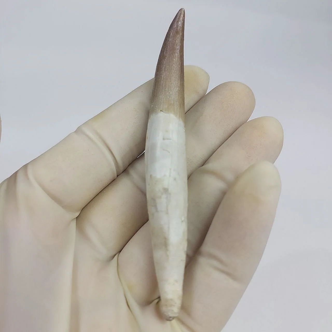 Dente fossile radicato di plesiosauro (Zarafasaura) - Marocco 1