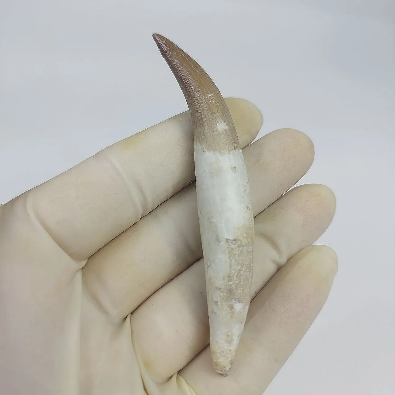Dente fossile radicato di plesiosauro (Zarafasaura) - Marocco 2