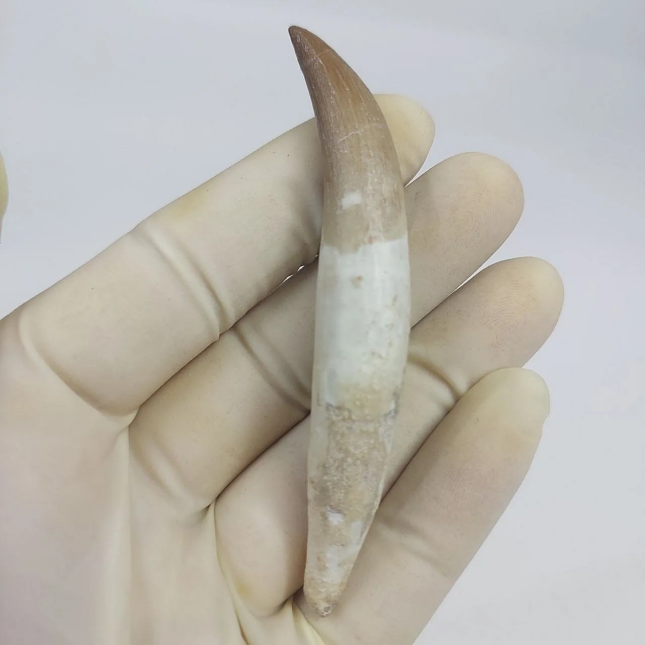Dente fossile radicato di plesiosauro (Zarafasaura) - Marocco 3