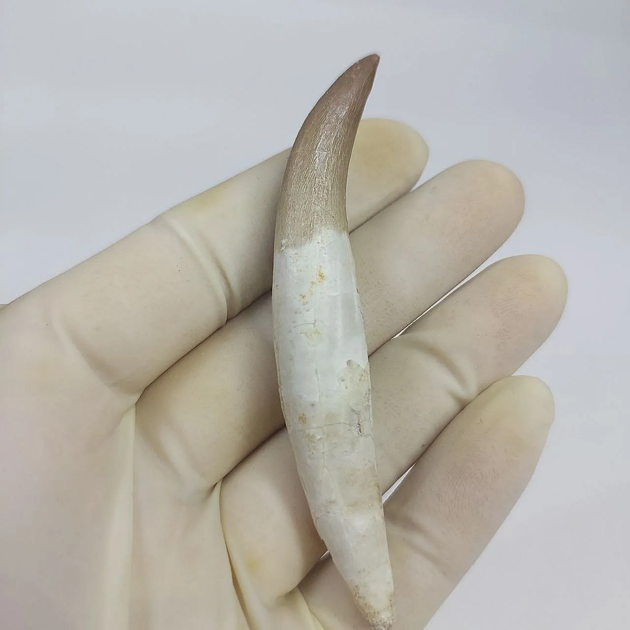Dente fossile radicato di plesiosauro (Zarafasaura) - Marocco 4