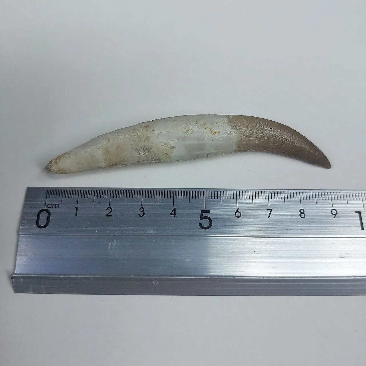 Dente fossile radicato di plesiosauro (Zarafasaura) - Marocco 5