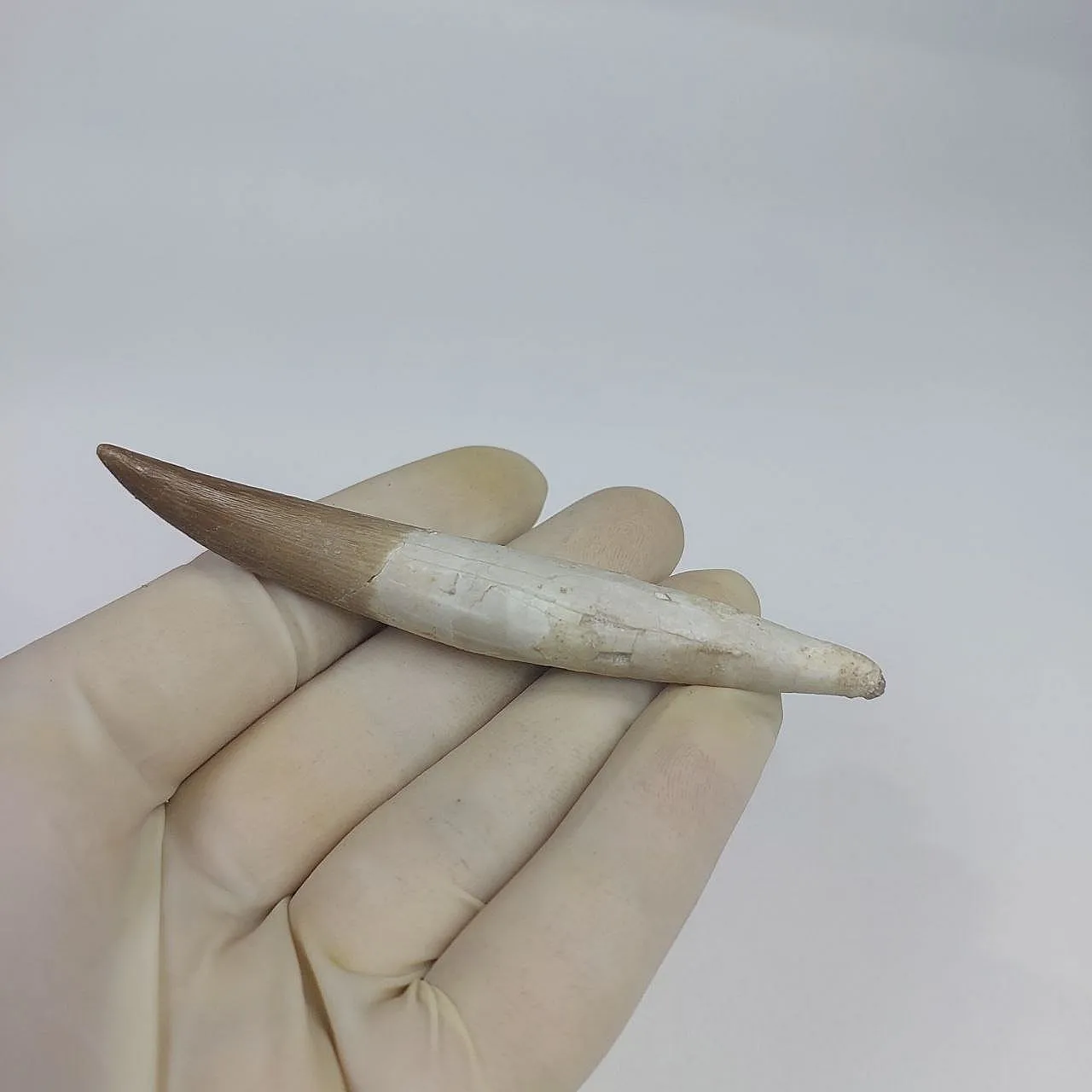 Dente fossile radicato di plesiosauro (Zarafasaura) - Marocco 6