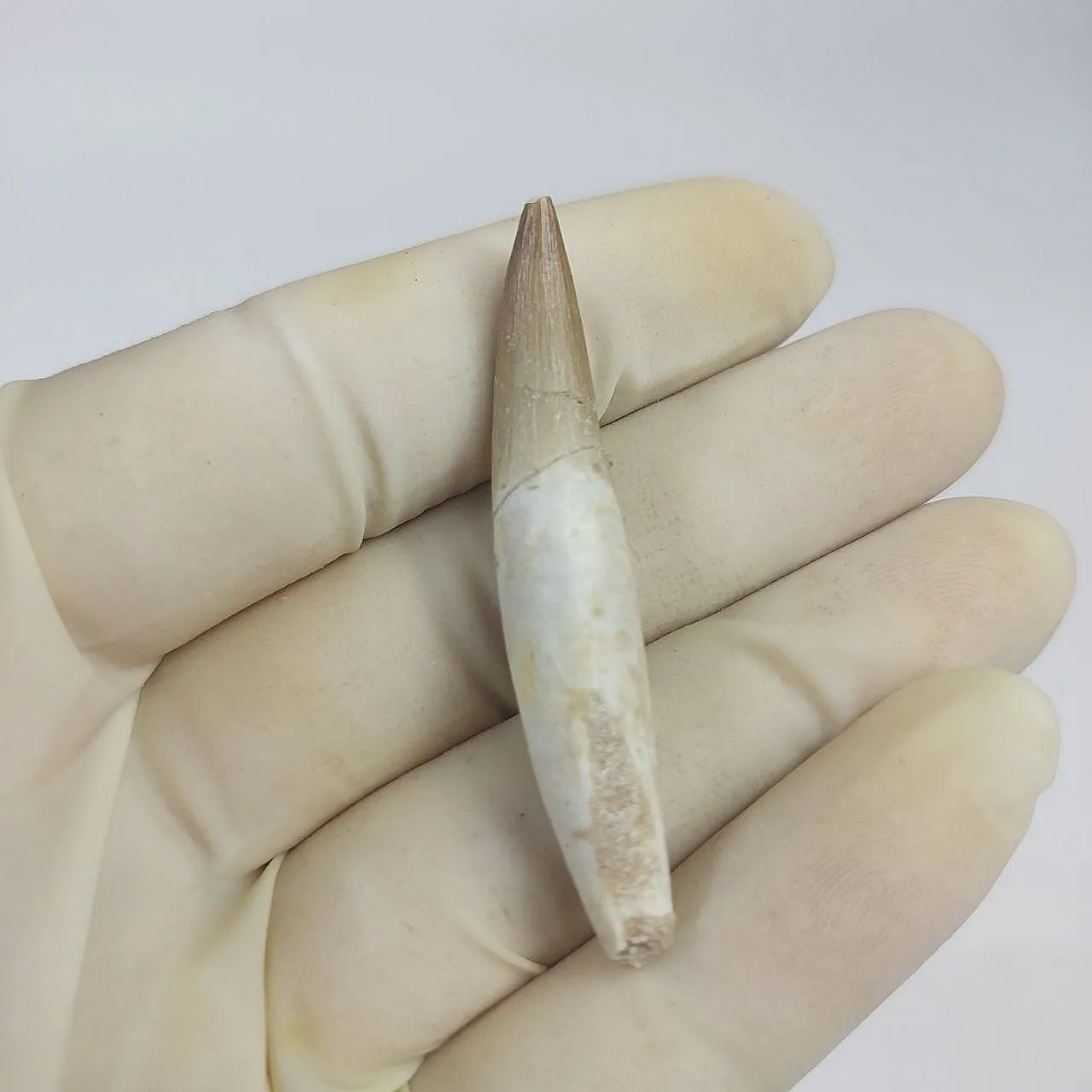 Full Rooted Fossil Plesiosaur (Zarafasaura) Tooth - Morocco 1