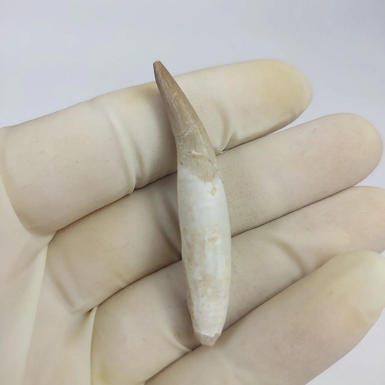 Full Rooted Fossil Plesiosaur (Zarafasaura) Tooth - Morocco 2