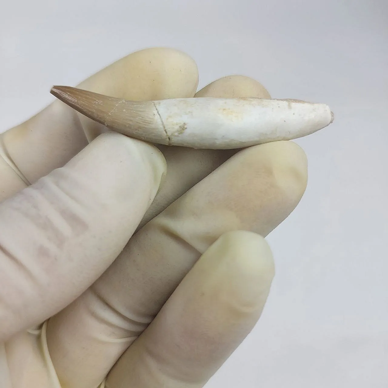 Full Rooted Fossil Plesiosaur (Zarafasaura) Tooth - Morocco 3