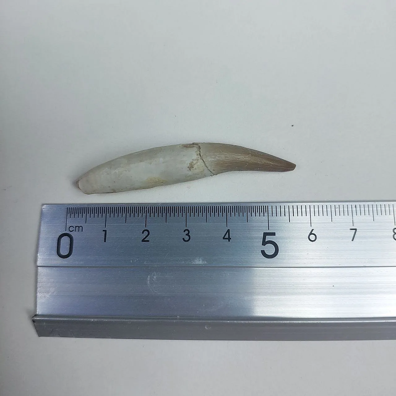 Full Rooted Fossil Plesiosaur (Zarafasaura) Tooth - Morocco 4