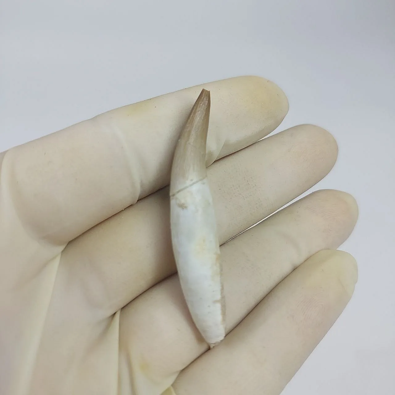 Full Rooted Fossil Plesiosaur (Zarafasaura) Tooth - Morocco 5