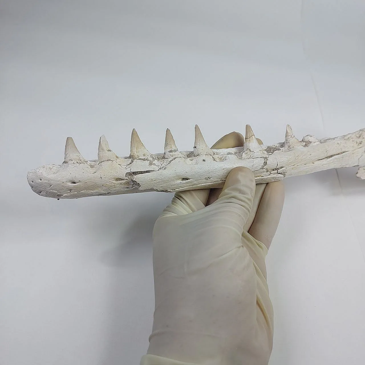 Mosasaurus Platecarpus Fossil, authentic Upper Jaw w/ Teeth 1