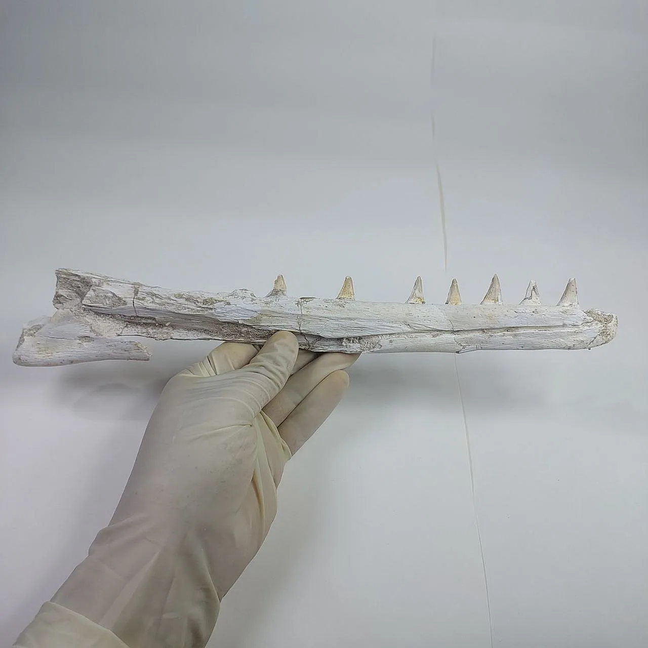 Mosasaurus Platecarpus Fossil, authentic Upper Jaw w/ Teeth 2