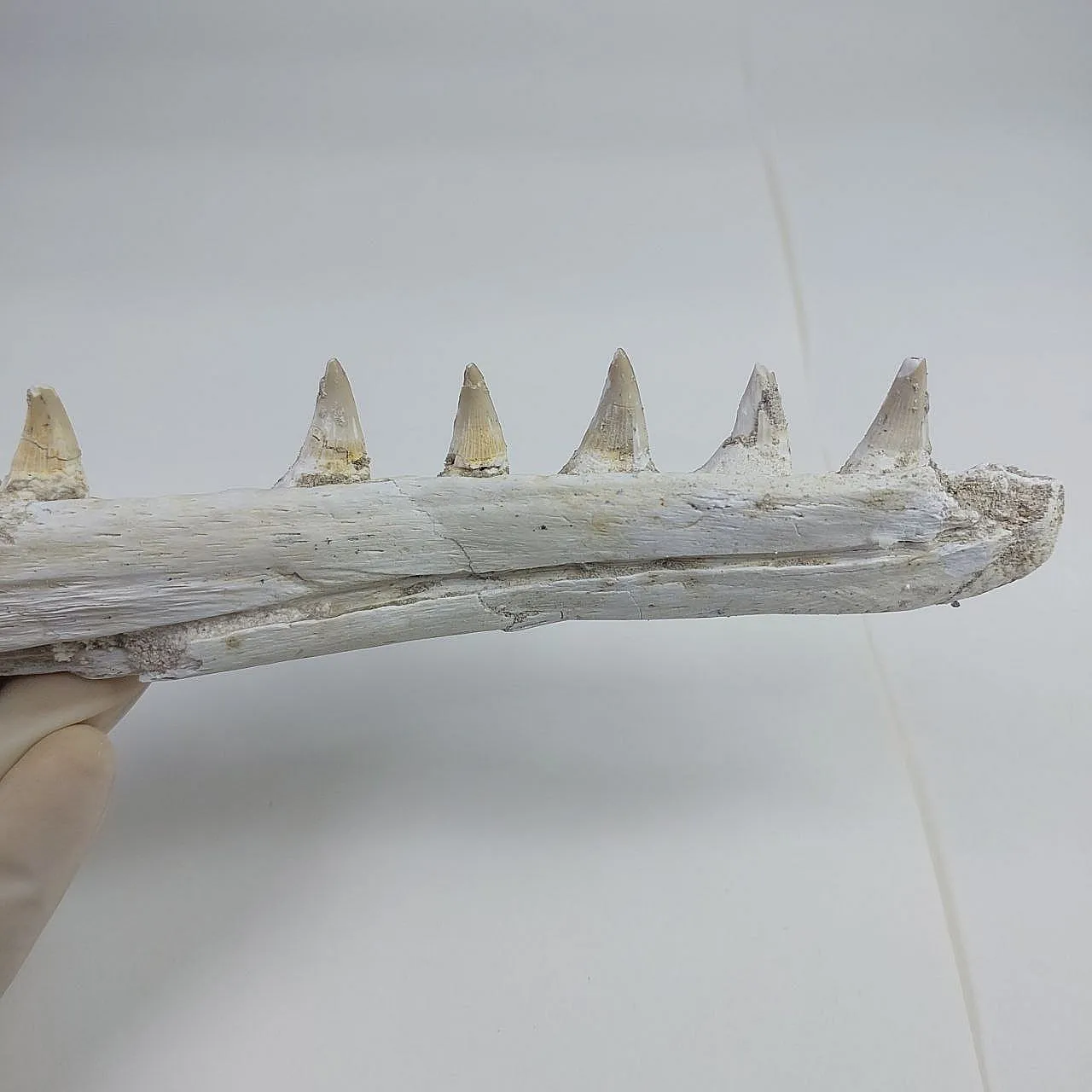 Mosasaurus Platecarpus Fossil, authentic Upper Jaw w/ Teeth 3