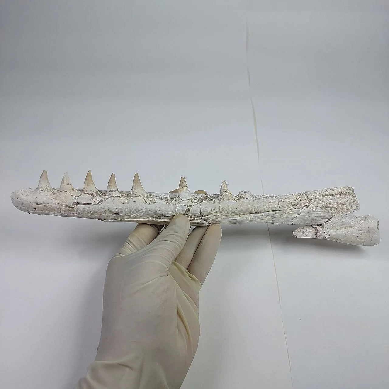 Mosasaurus Platecarpus Fossil, authentic Upper Jaw w/ Teeth 4
