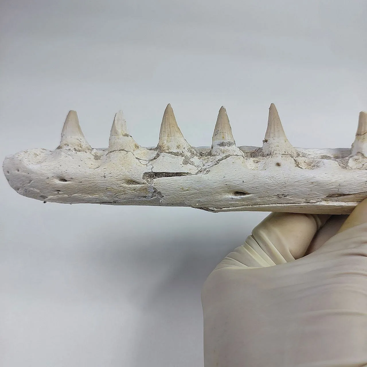 Mosasaurus Platecarpus Fossil, authentic Upper Jaw w/ Teeth 5