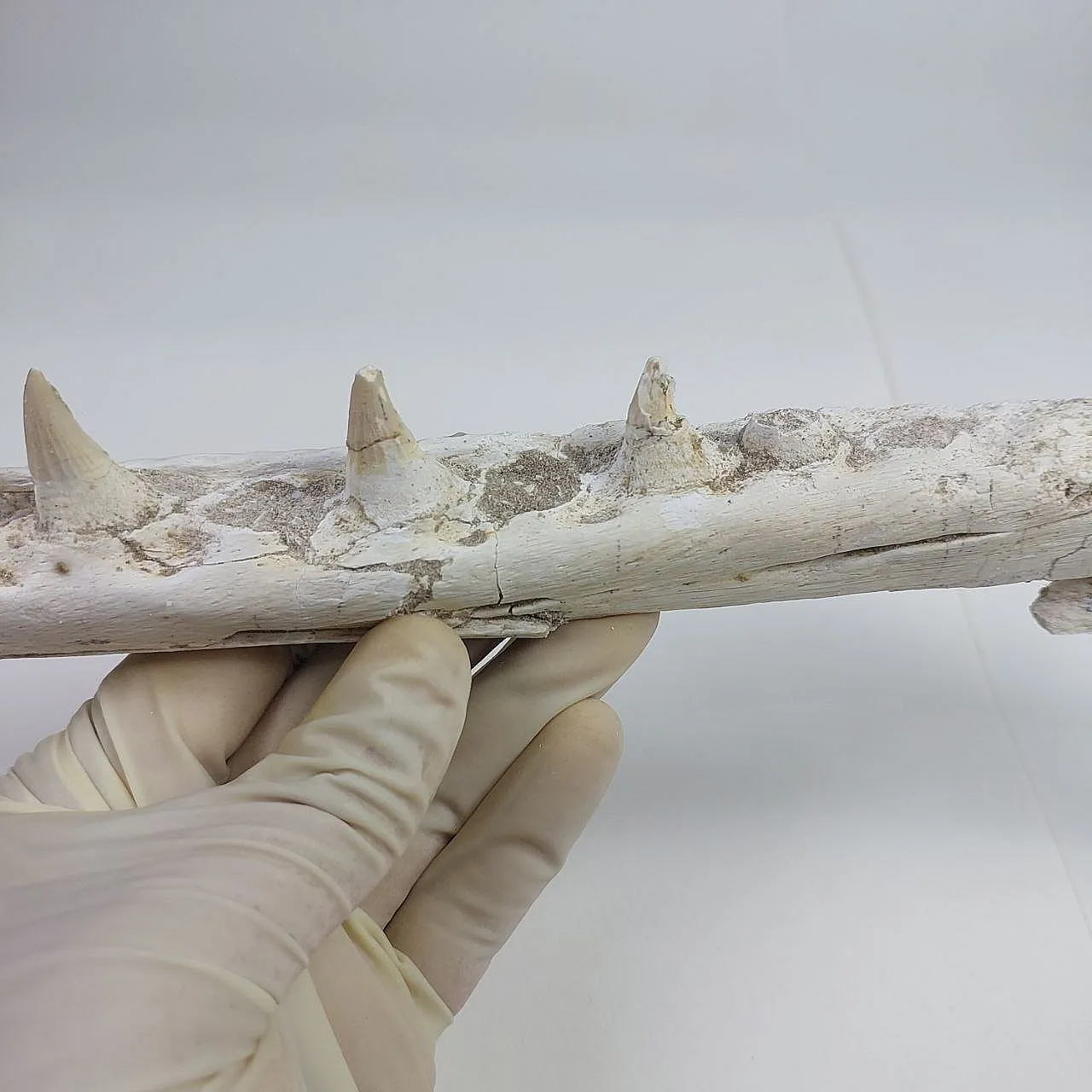 Mosasaurus Platecarpus Fossil, authentic Upper Jaw w/ Teeth 6