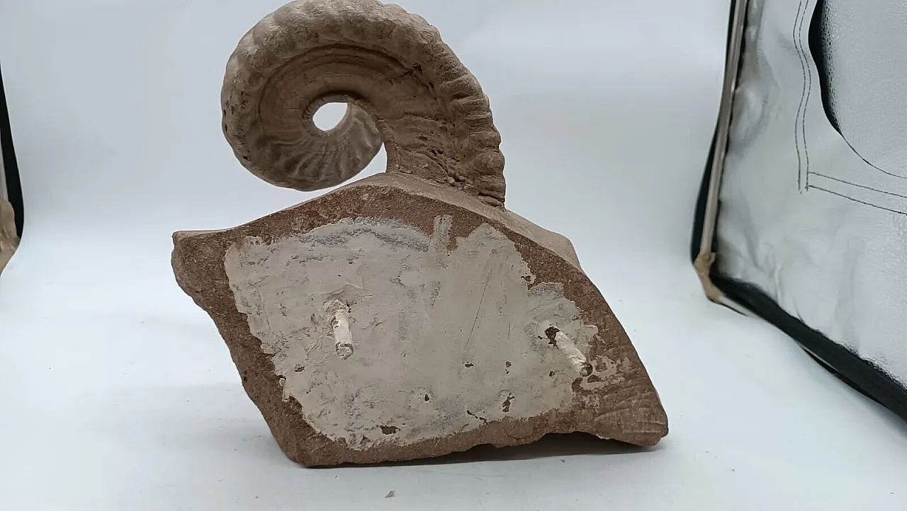 Ram's head, sculpture in pietra serena, early 20th century 7