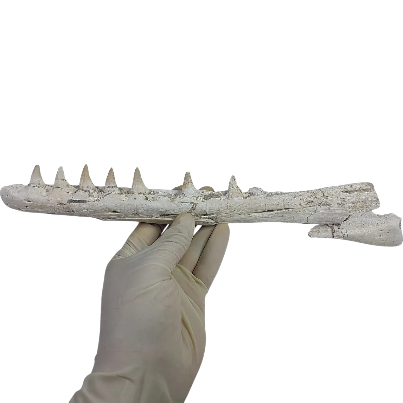 Mosasaurus Platecarpus Fossil, authentic Upper Jaw w/ Teeth 7