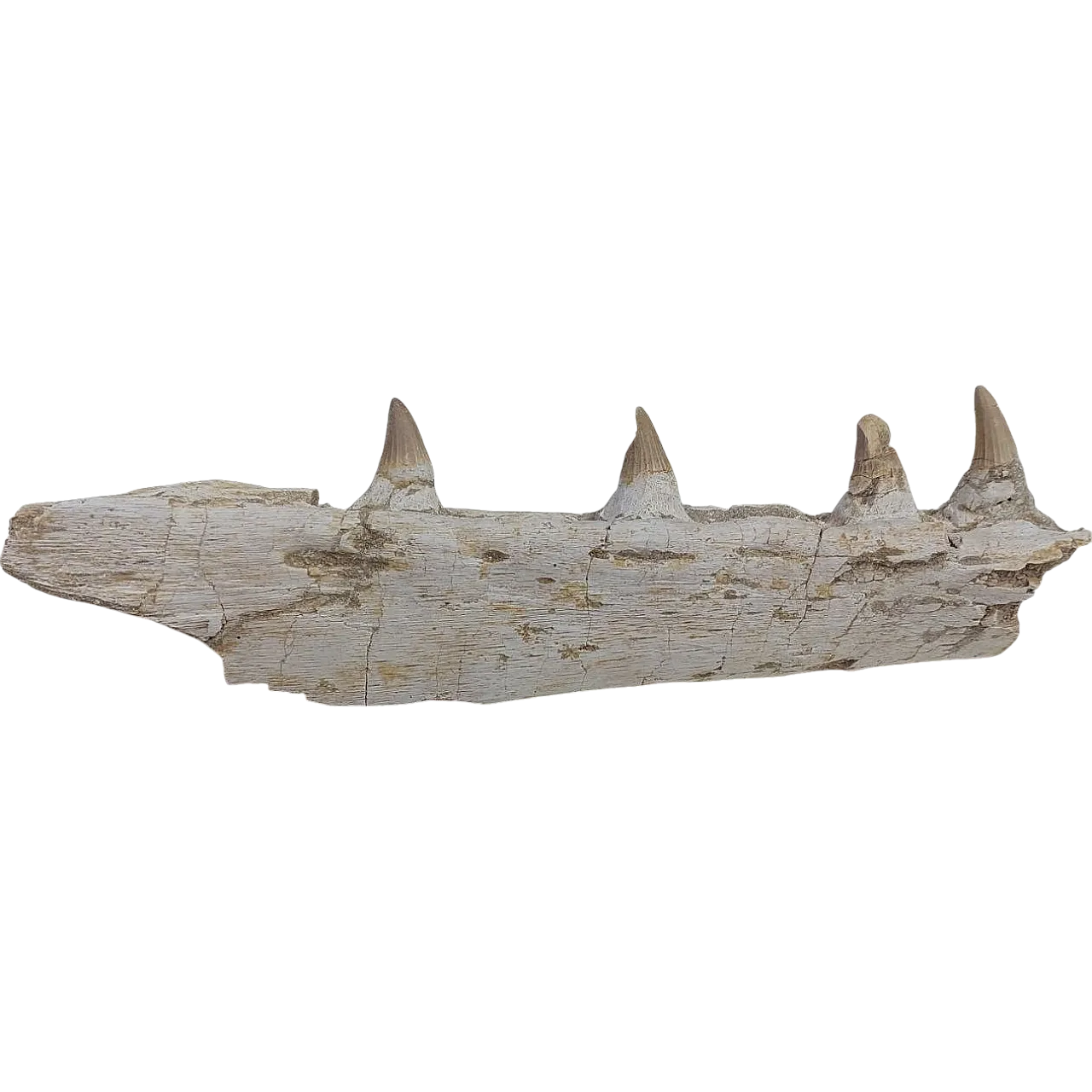 Mosasaur Platecarpus Upper Jaw with Teeth 18