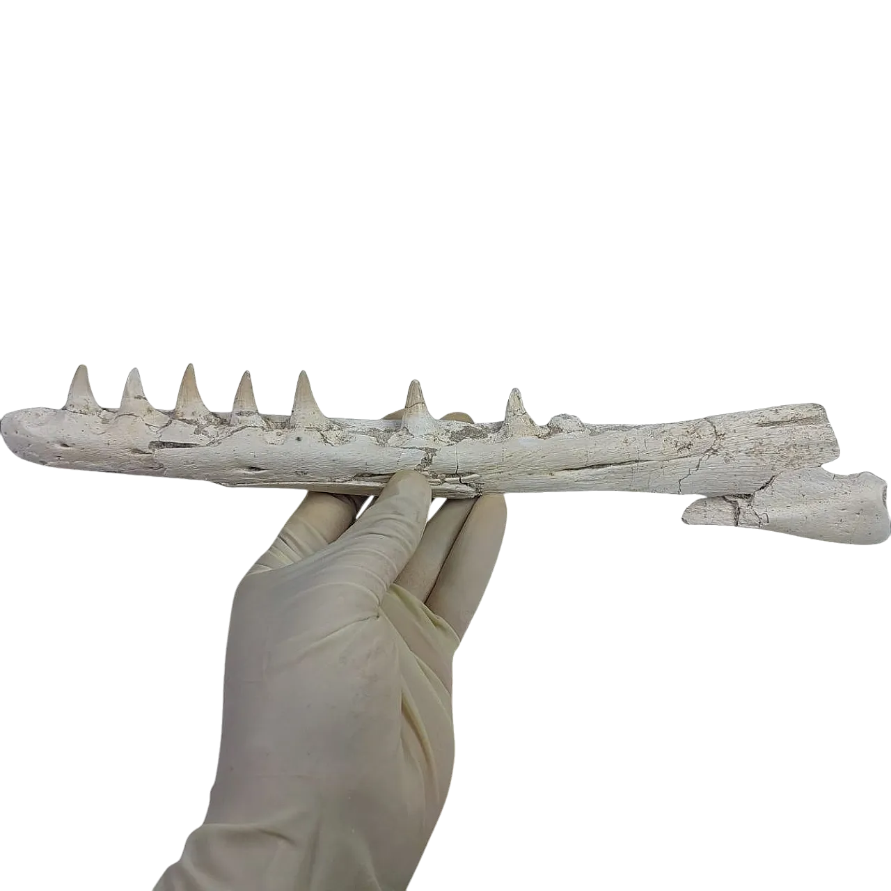 Mosasaurus Platecarpus Fossil, authentic Upper Jaw w/ Teeth 8