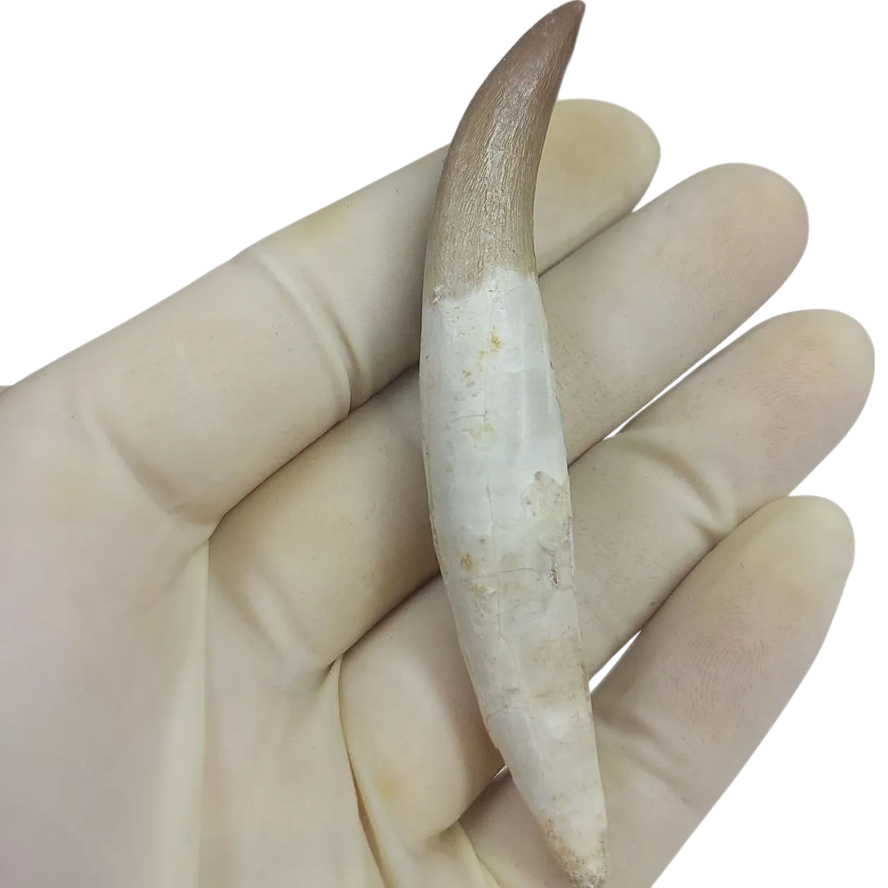 Dente fossile radicato di plesiosauro (Zarafasaura) - Marocco 7