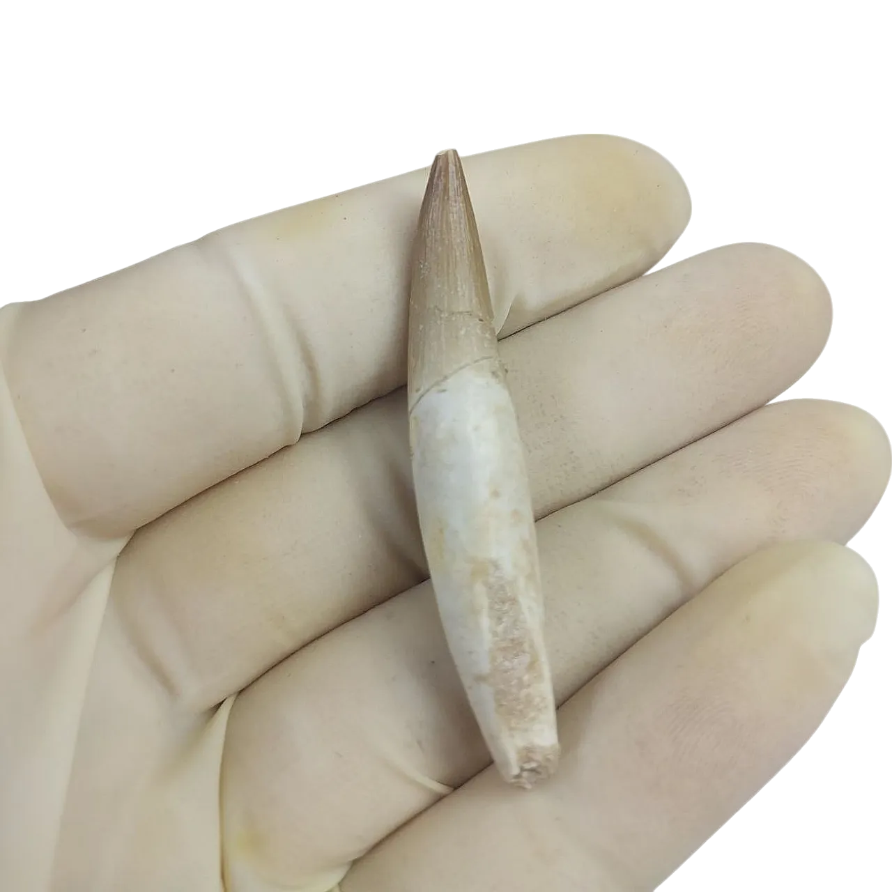 Full Rooted Fossil Plesiosaur (Zarafasaura) Tooth - Morocco 6