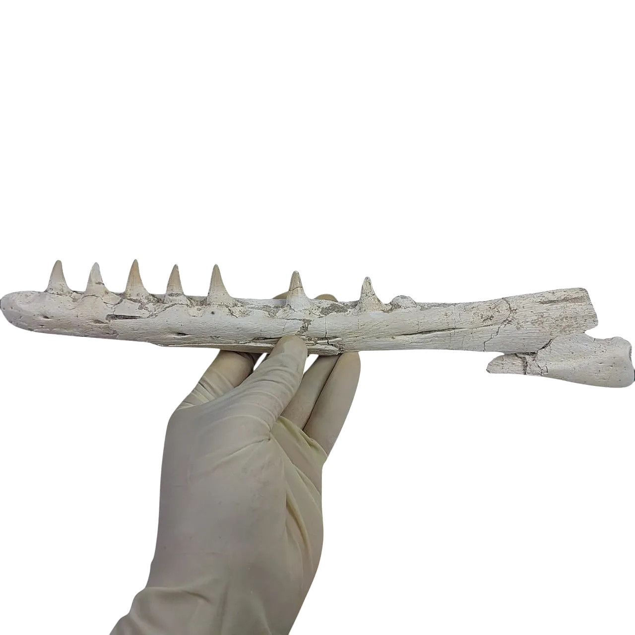 Mosasaurus Platecarpus Fossil, authentic Upper Jaw w/ Teeth 9