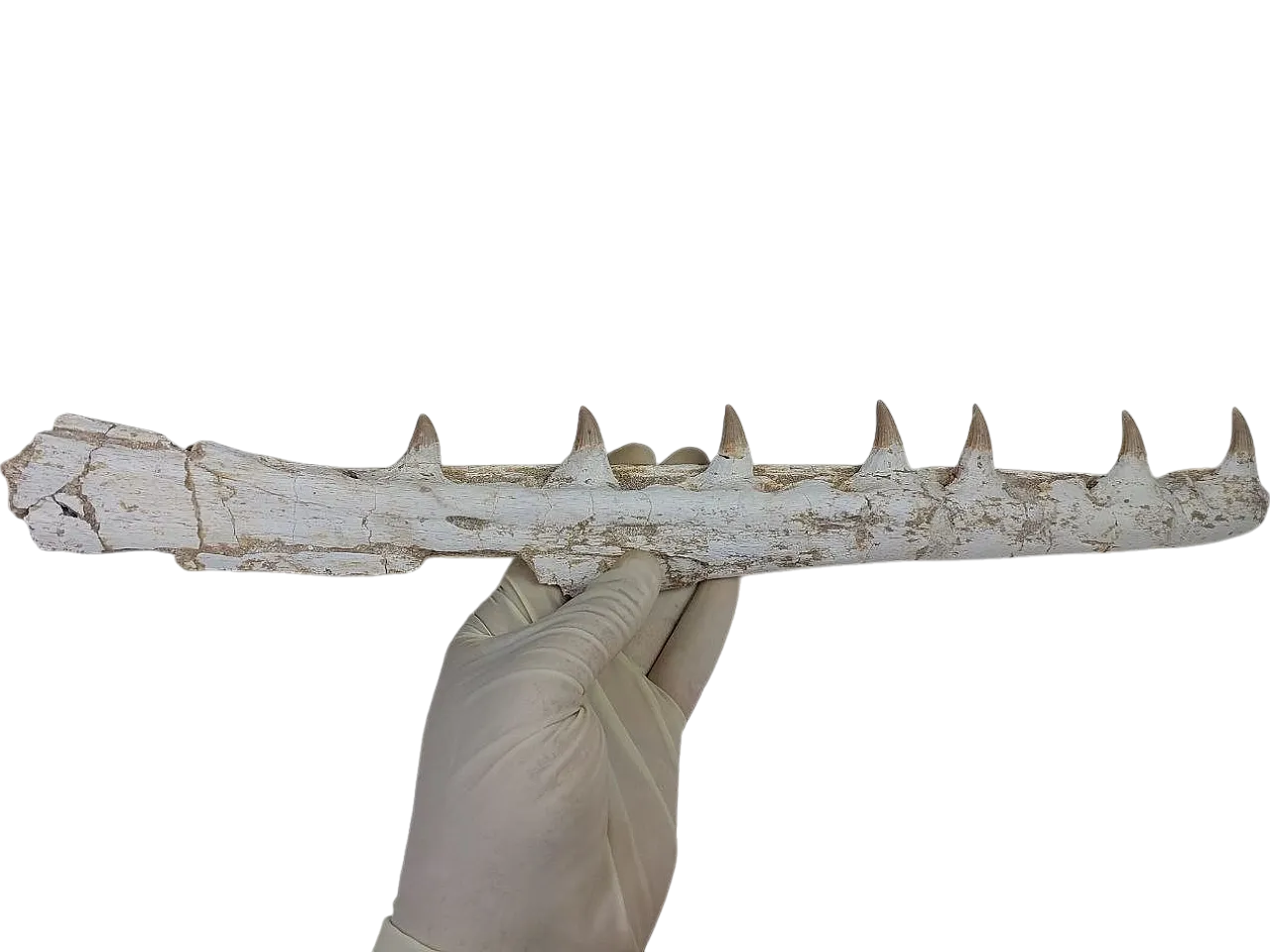 Fossil Mosasaurus (Platecarpus) Authentic Upper Jaw w/ Teeth 10