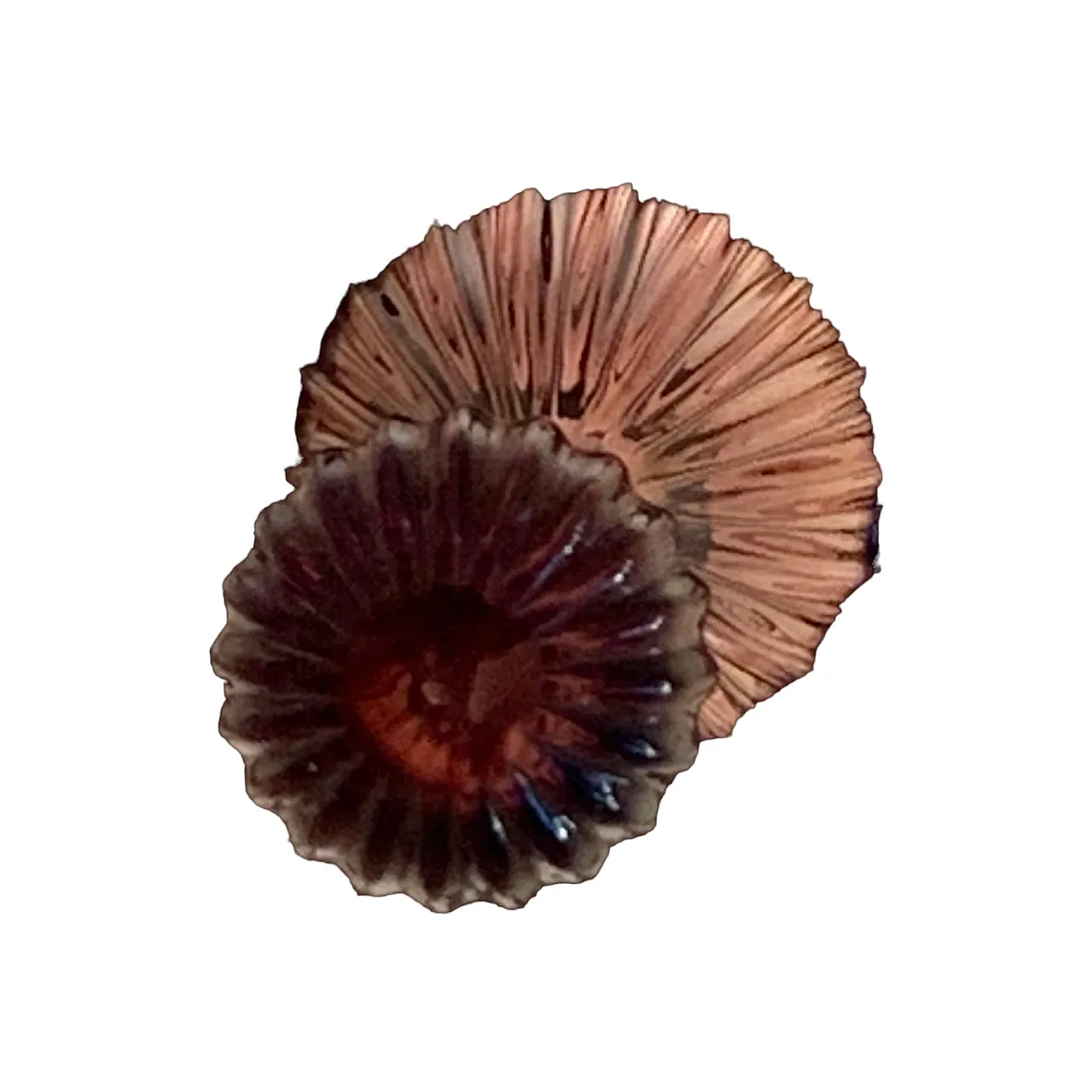 Lampadario specchiato Cenedese in vetro di Murano 5