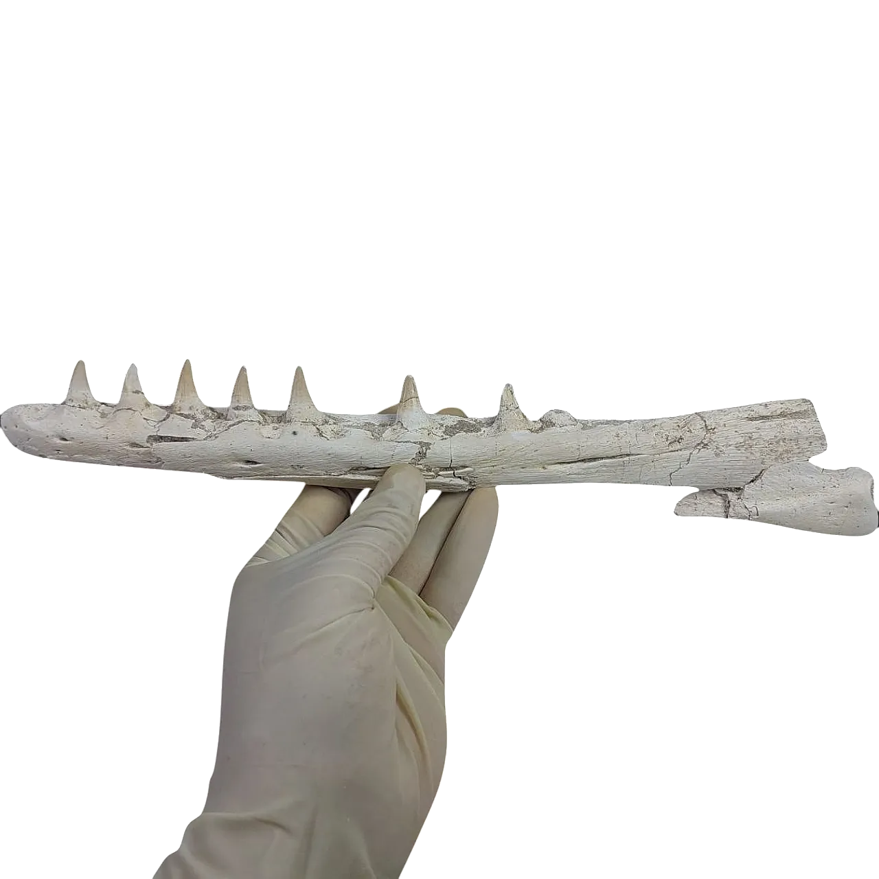 Mosasaurus Platecarpus Fossil, authentic Upper Jaw w/ Teeth 10