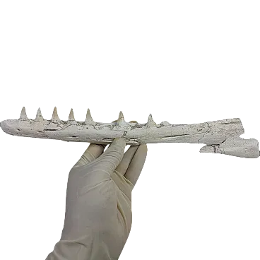 Mosasaurus Platecarpus Fossil, authentic Upper Jaw w/ Teeth