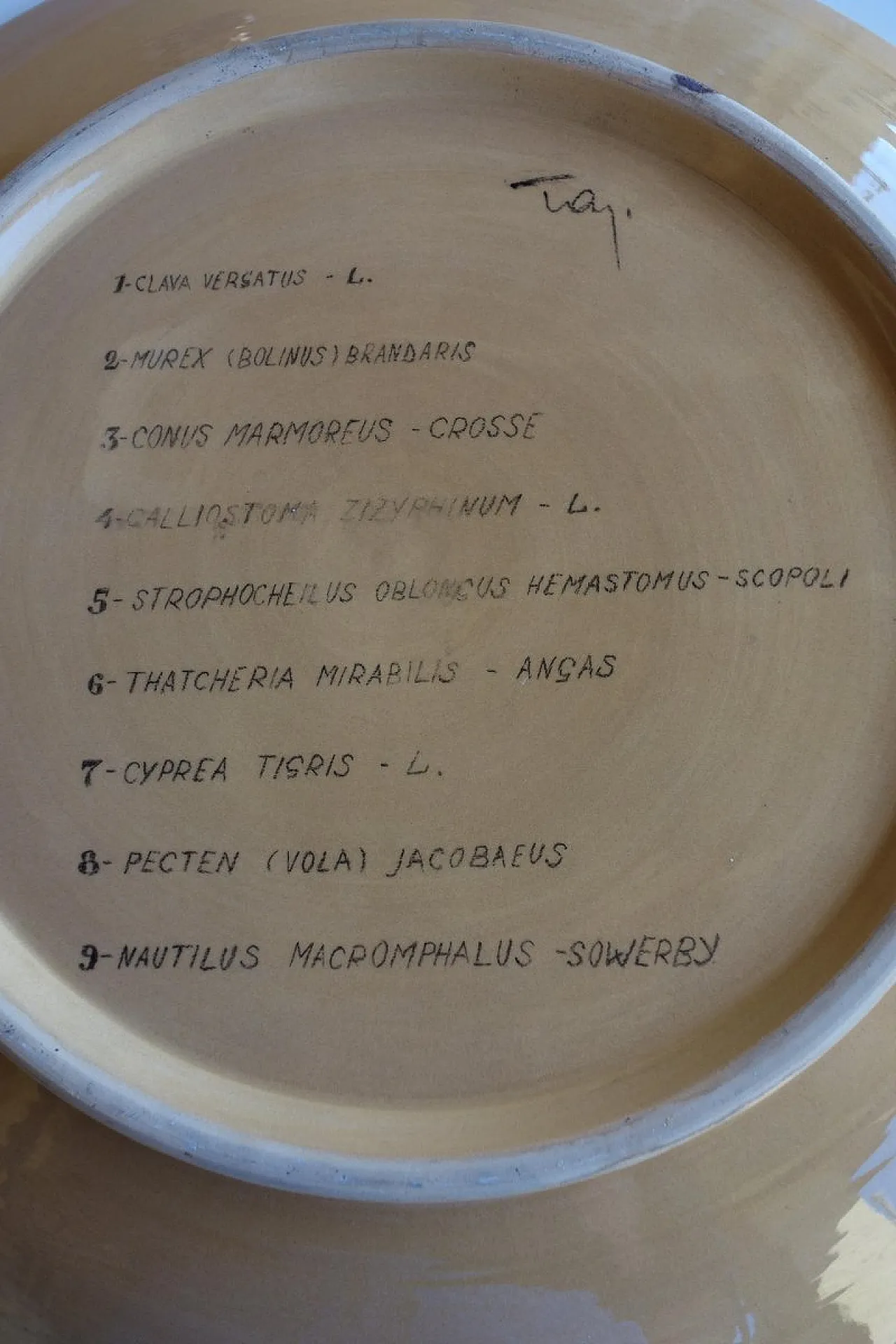 Coppia di piatti Shells and Pipes in ceramica dipinti a mano, anni '50 11