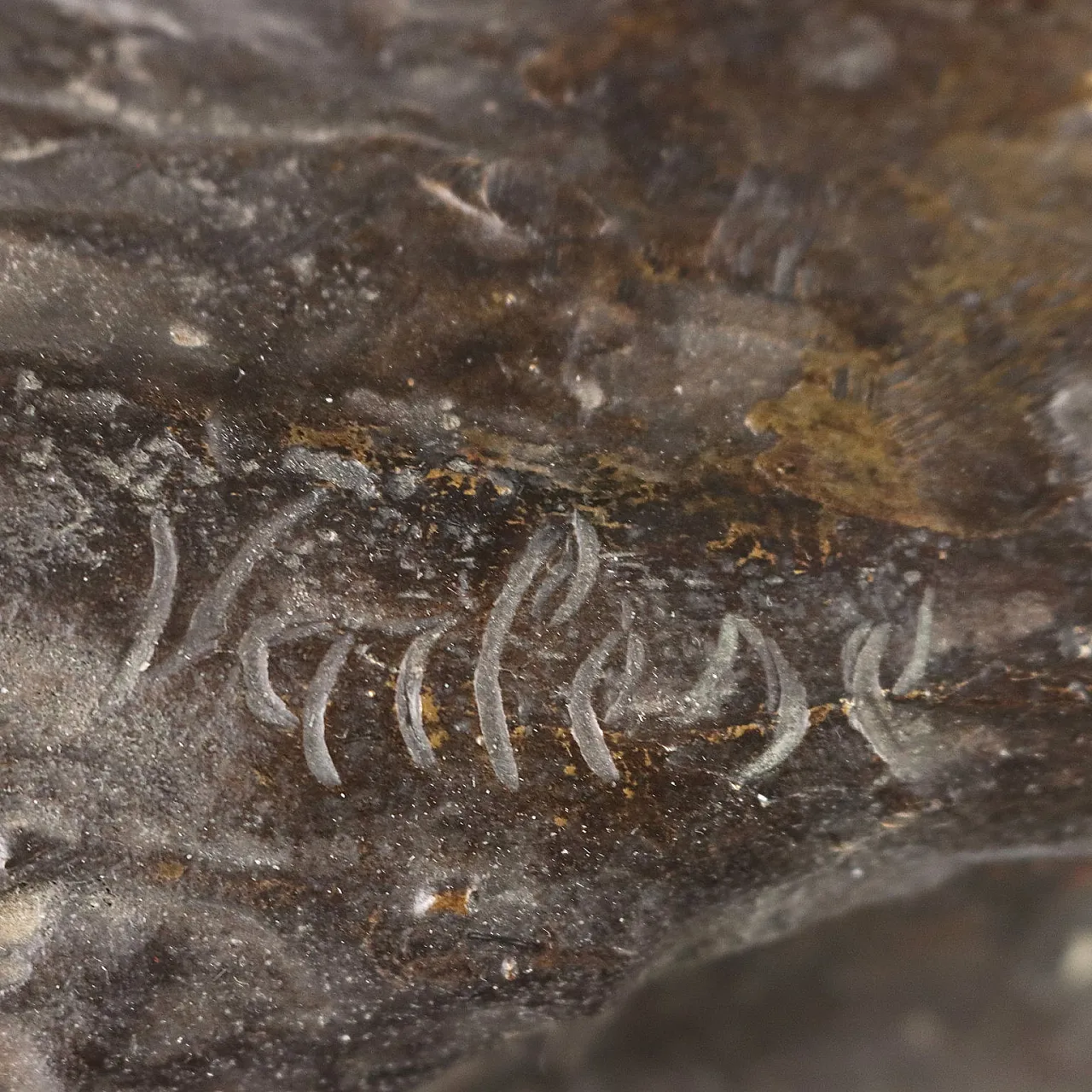 Giovanni Varlese, young fisherman, bronze sculpture, early 20th century 8