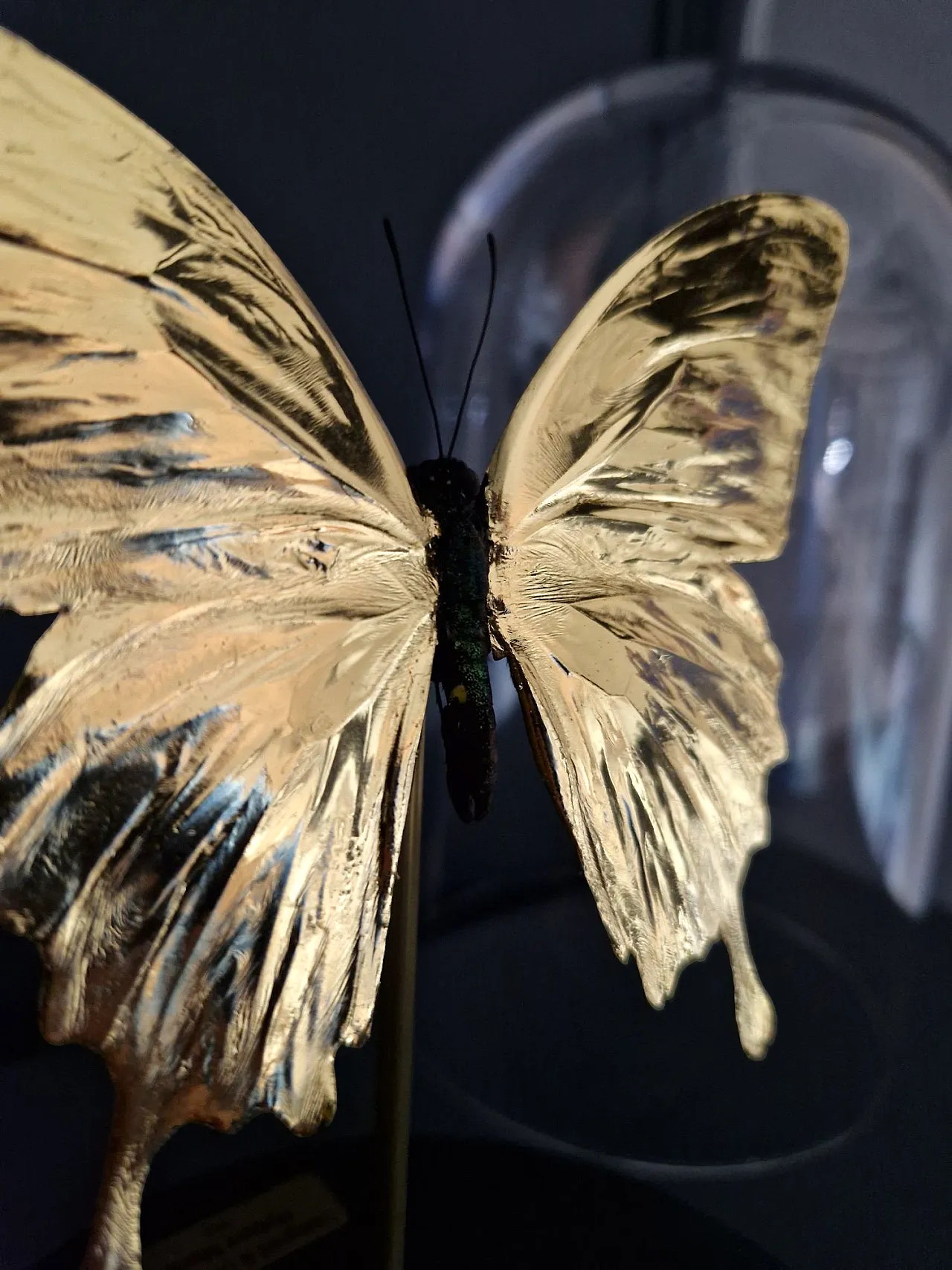 Real papilio butterfly gilded in 23kt gold under glass dome 5