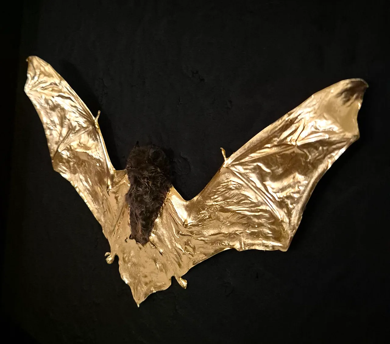 Real bat 23kt gold gilded in frame Taxidermy artwork 2