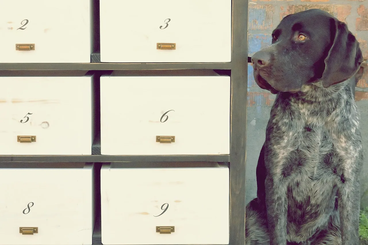 Cassettiera con 12 cassetti, anni 2000 2