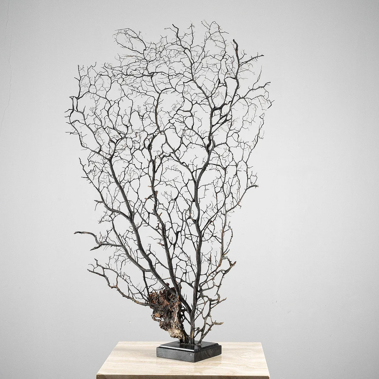 Black gorgon, 20th century 3