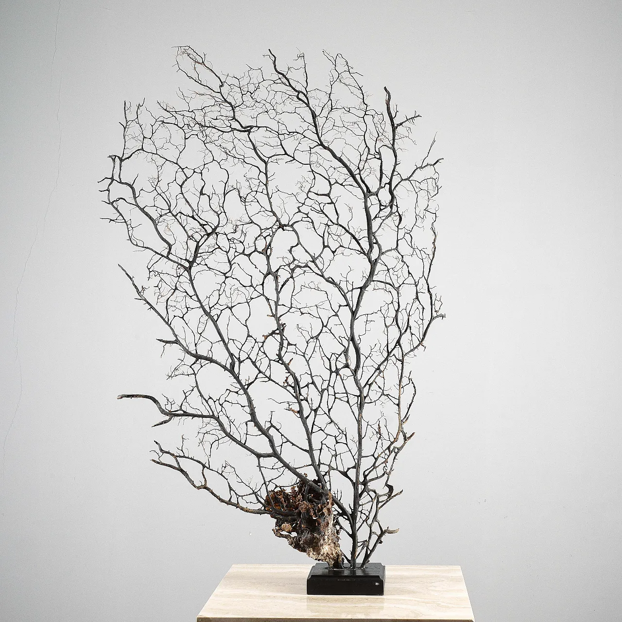 Black gorgon, 20th century 4