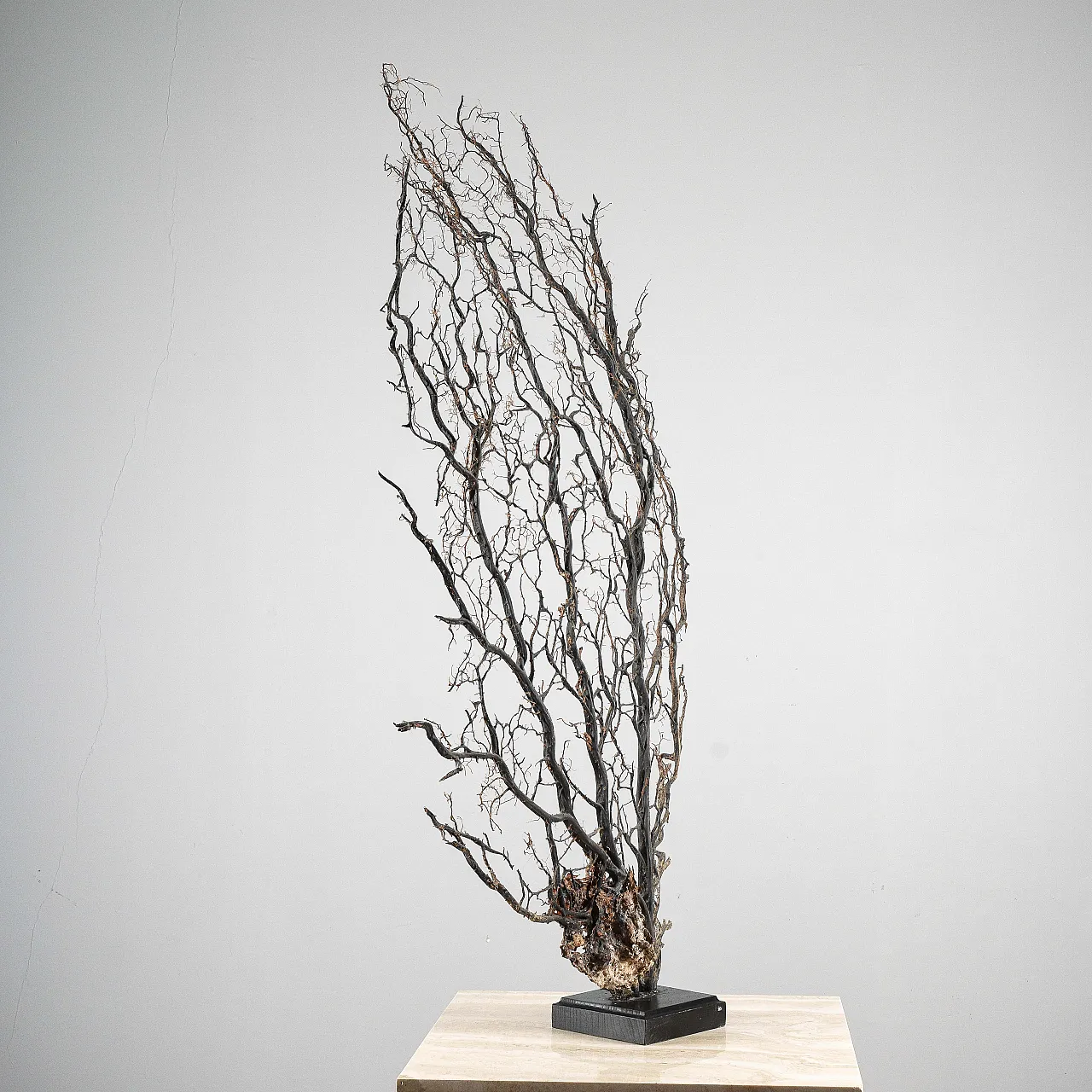 Black gorgon, 20th century 5