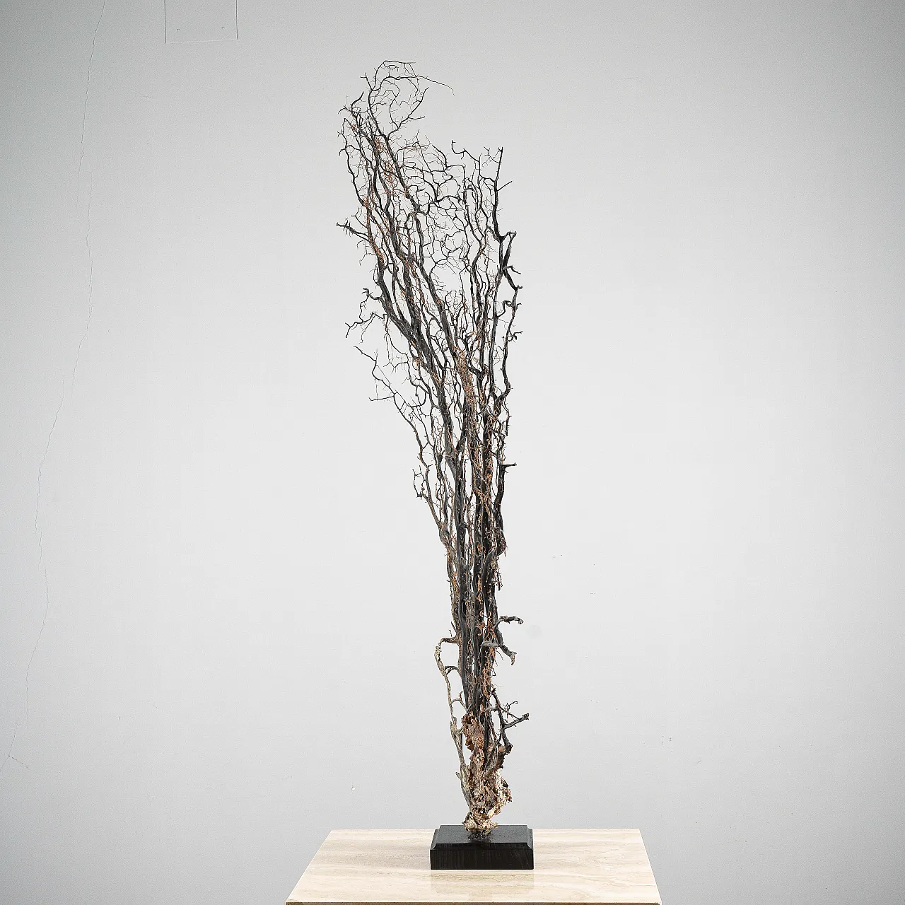 Black gorgon, 20th century 6