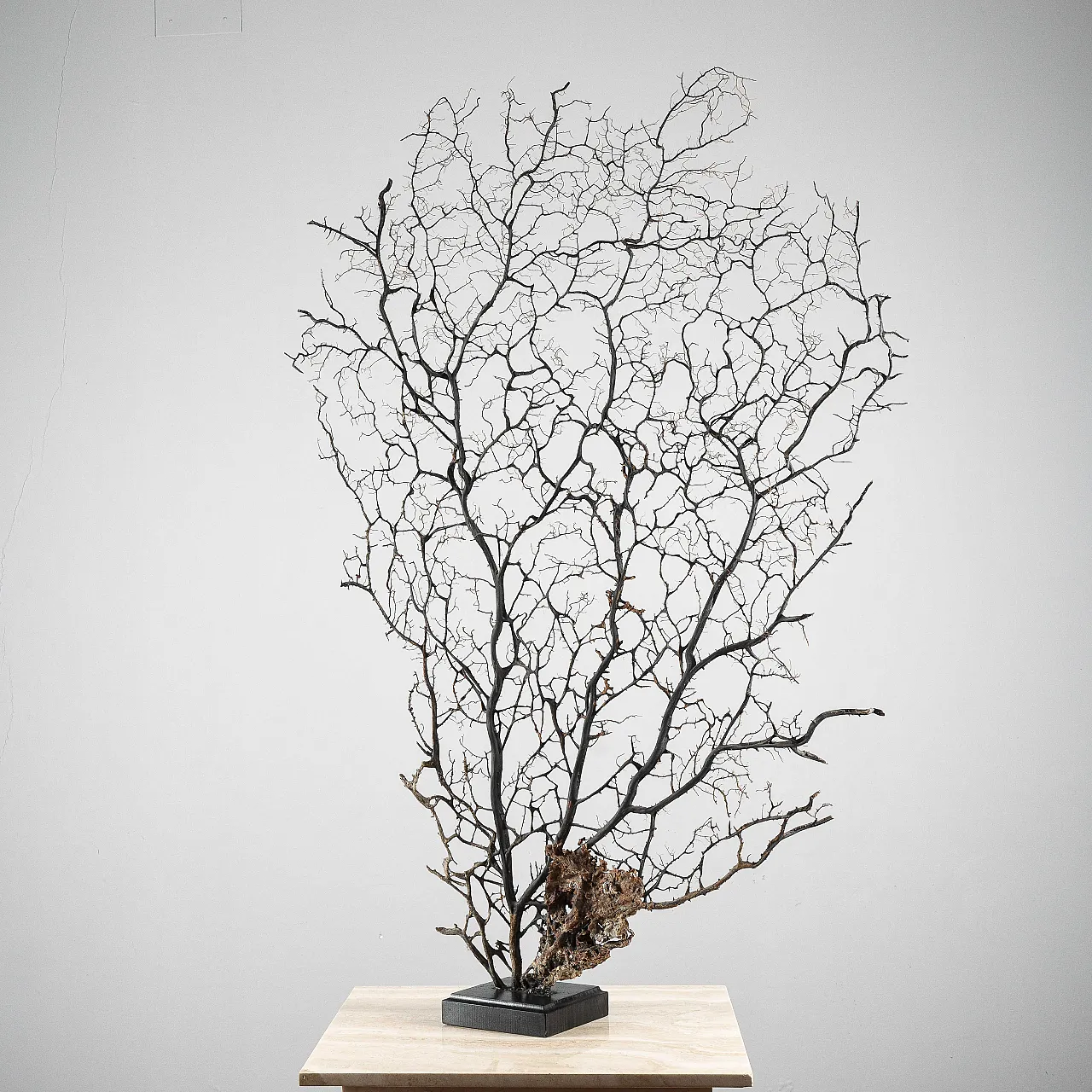 Black gorgon, 20th century 7