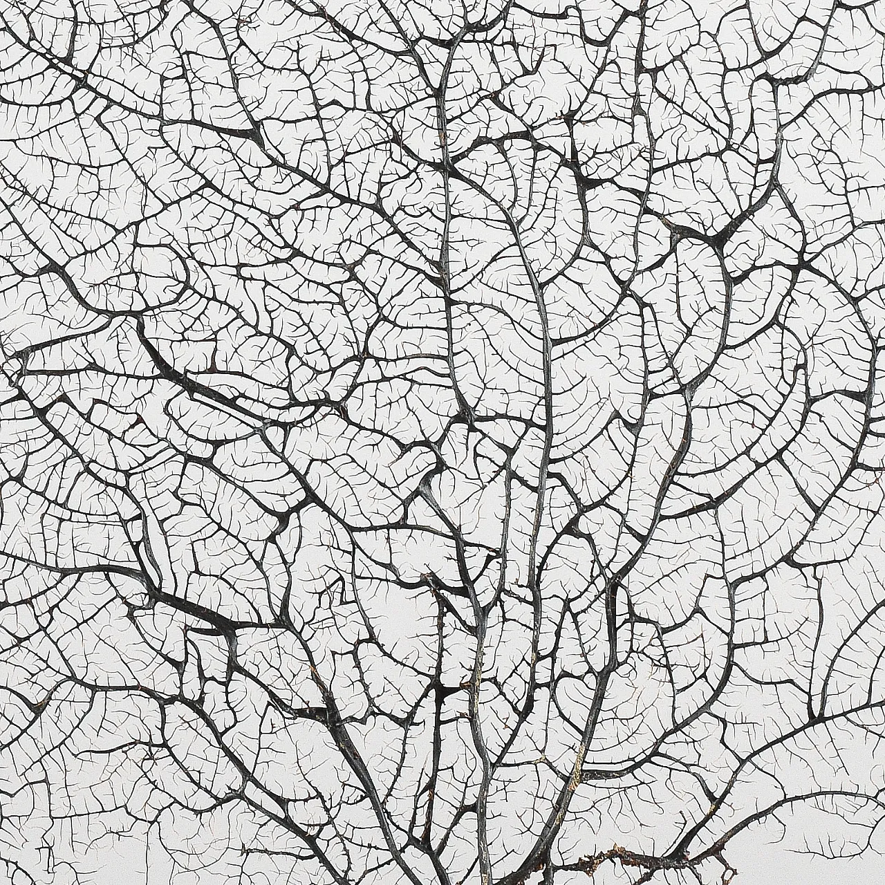 Louis XIV console table in lacquered wood, 17th century 2