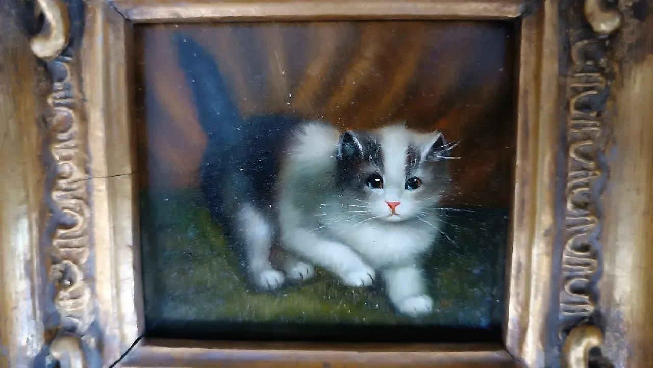 Gatto, olio su tavoletta, scuola inglese, primo '900 5