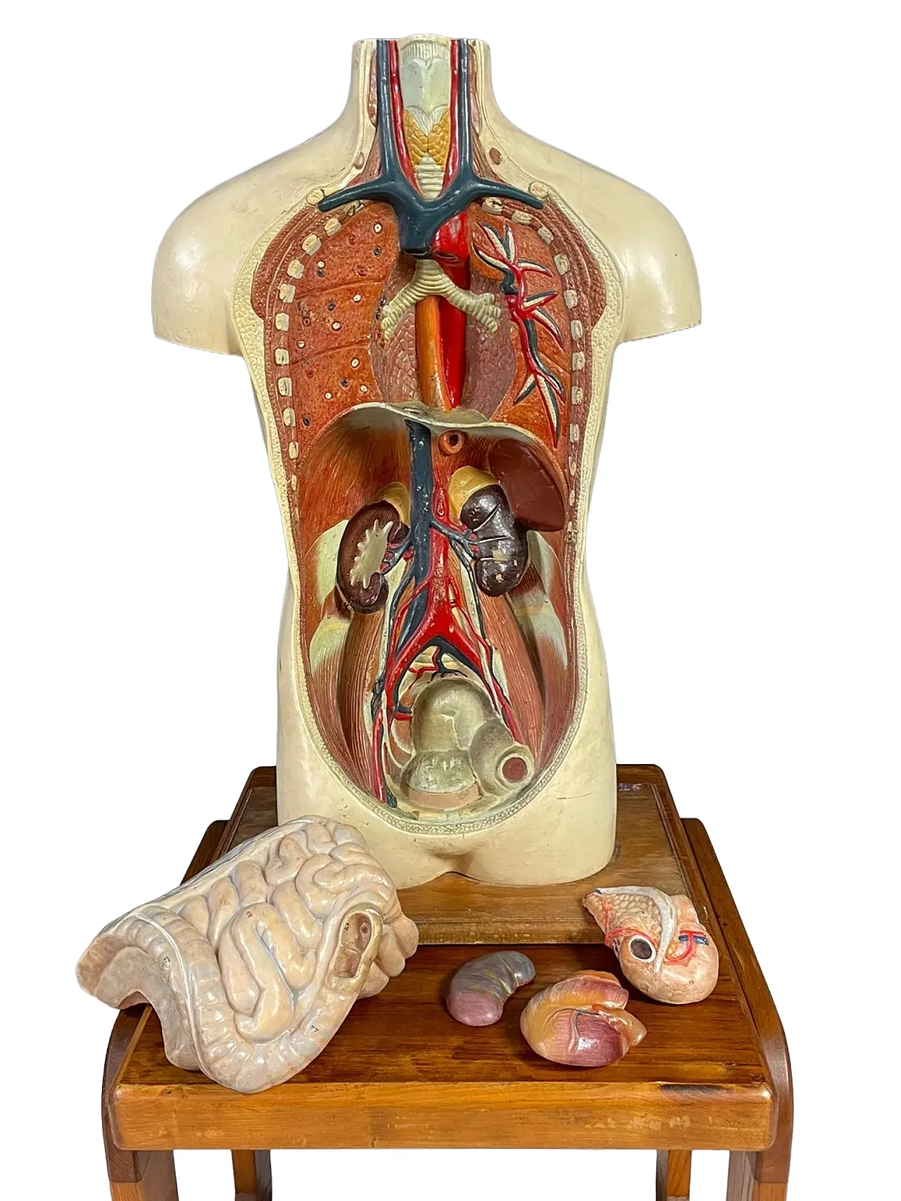 Modello anatomico umano, strumento didattico, anni '60 1
