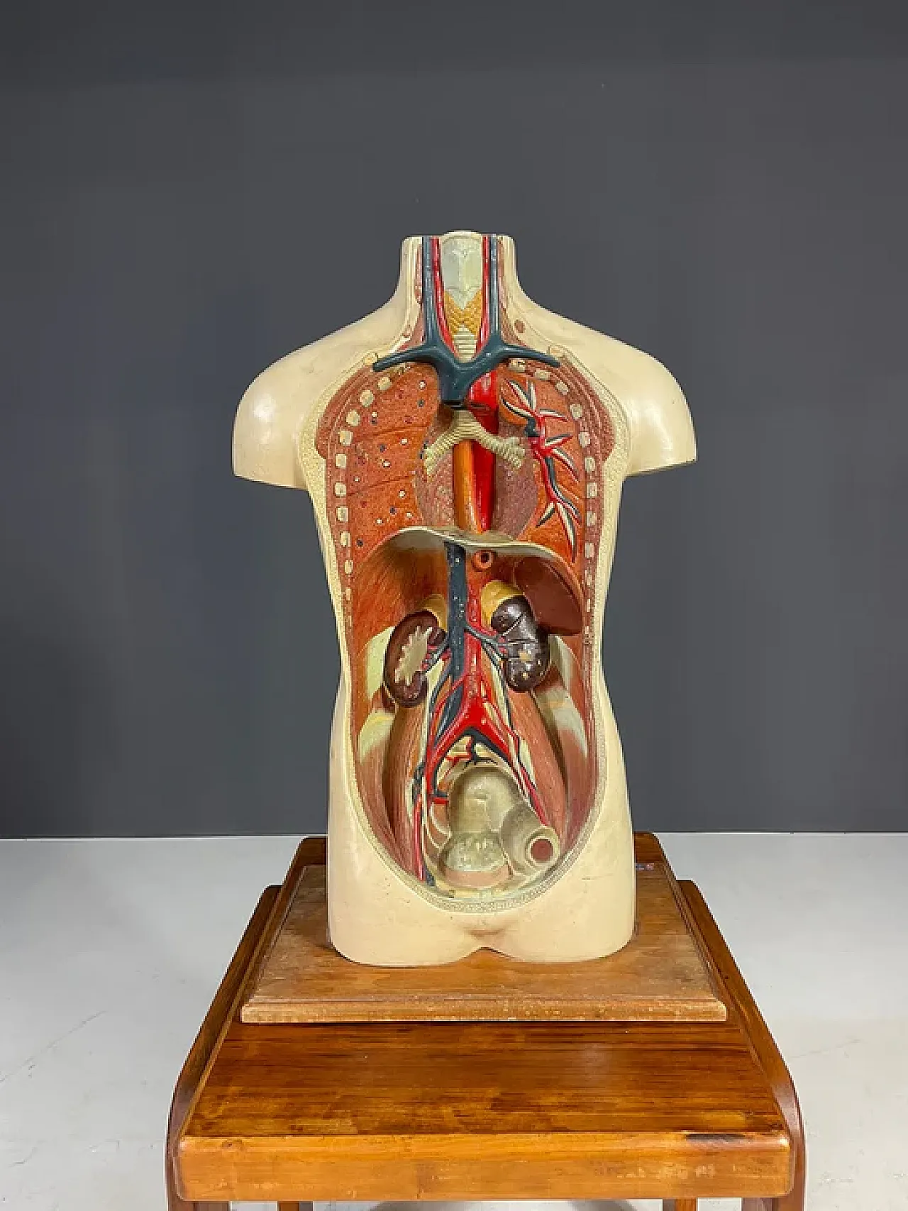 Modello anatomico umano, strumento didattico, anni '60 3