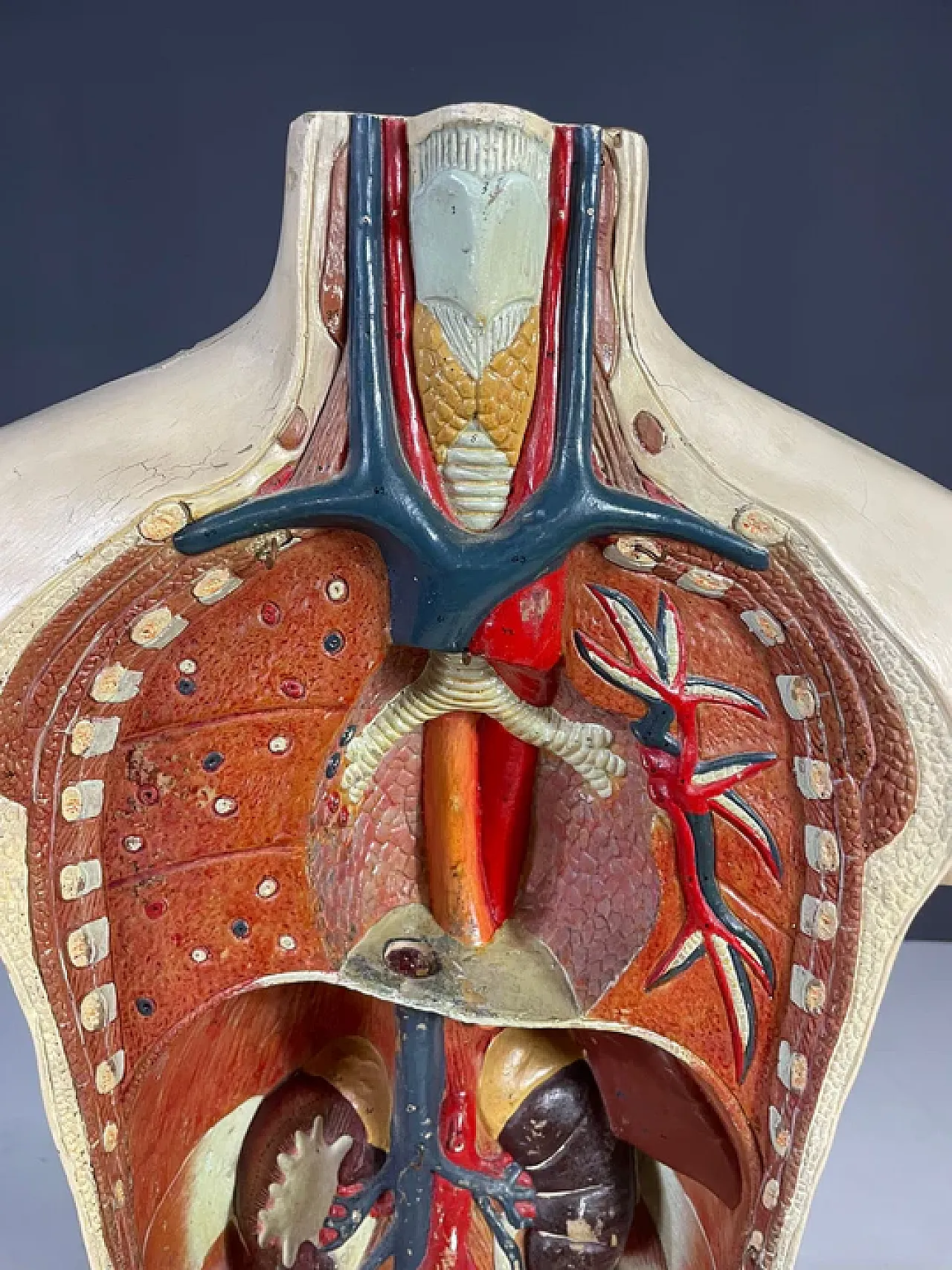 Modello anatomico umano, strumento didattico, anni '60 4