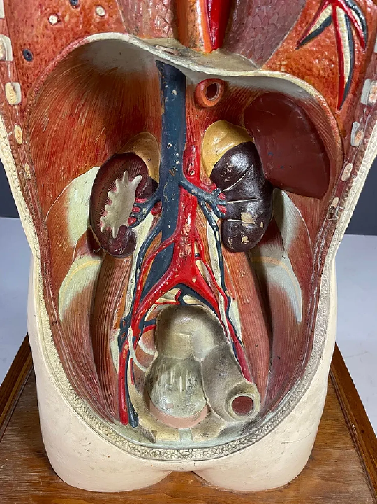 Modello anatomico umano, strumento didattico, anni '60 5