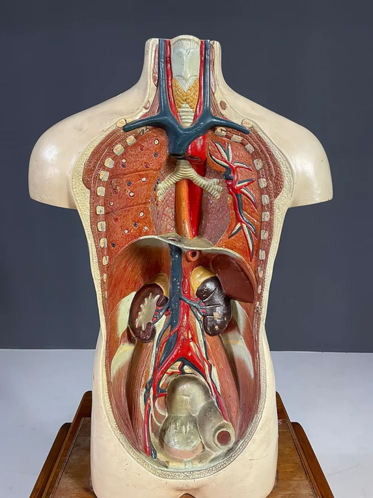 Modello anatomico umano, strumento didattico, anni '60 9
