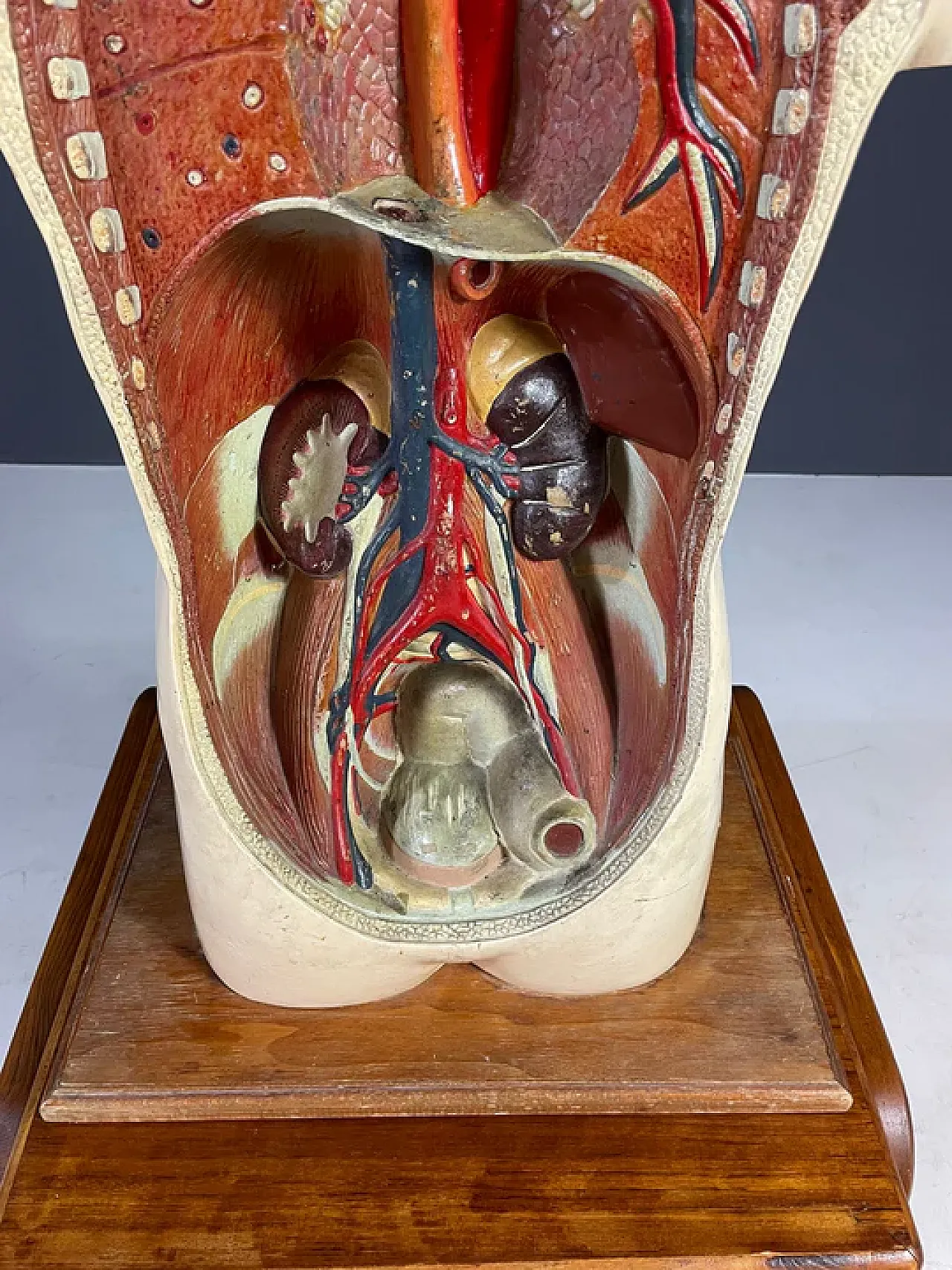 Modello anatomico umano, strumento didattico, anni '60 10