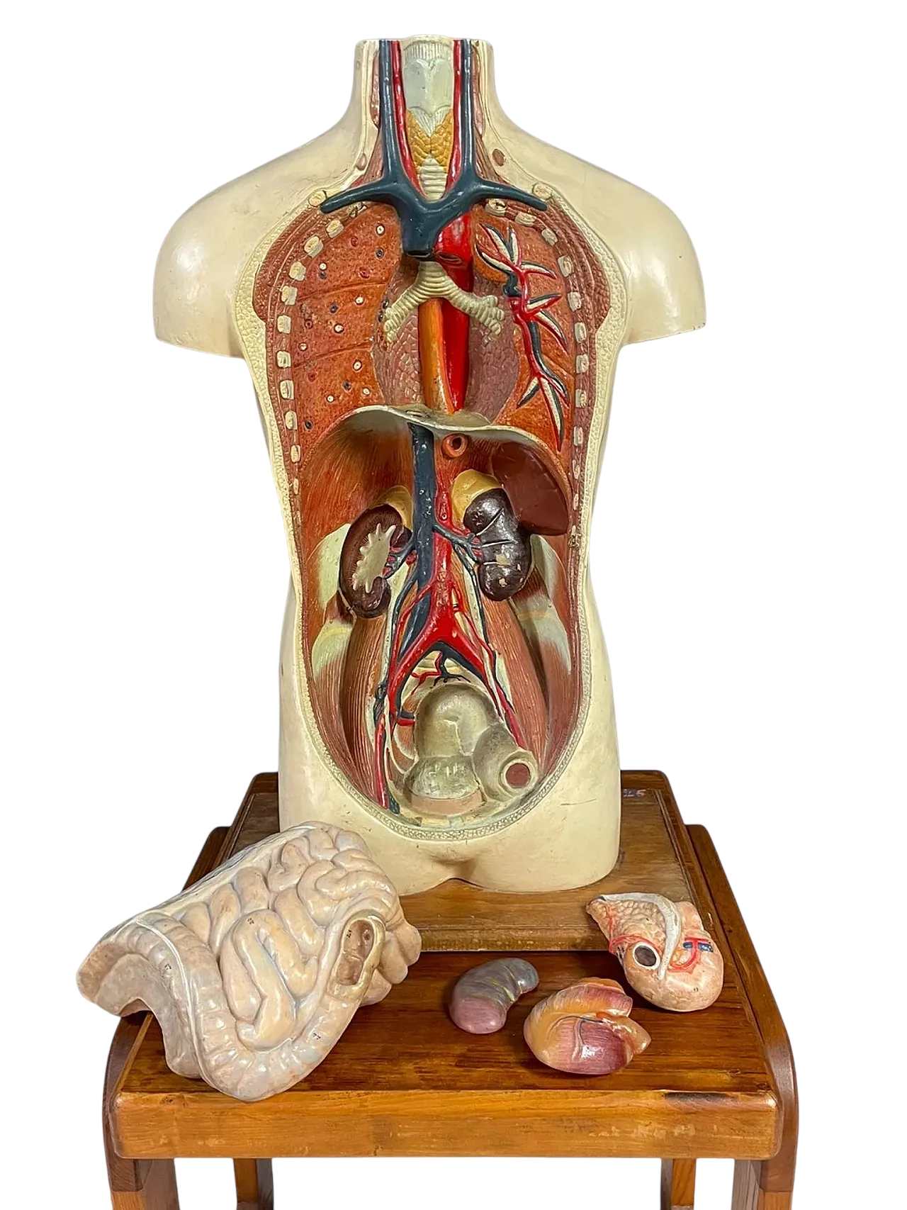 Modello anatomico umano, strumento didattico, anni '60 11