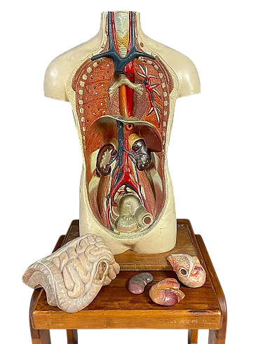 Modello anatomico umano, strumento didattico, anni '60