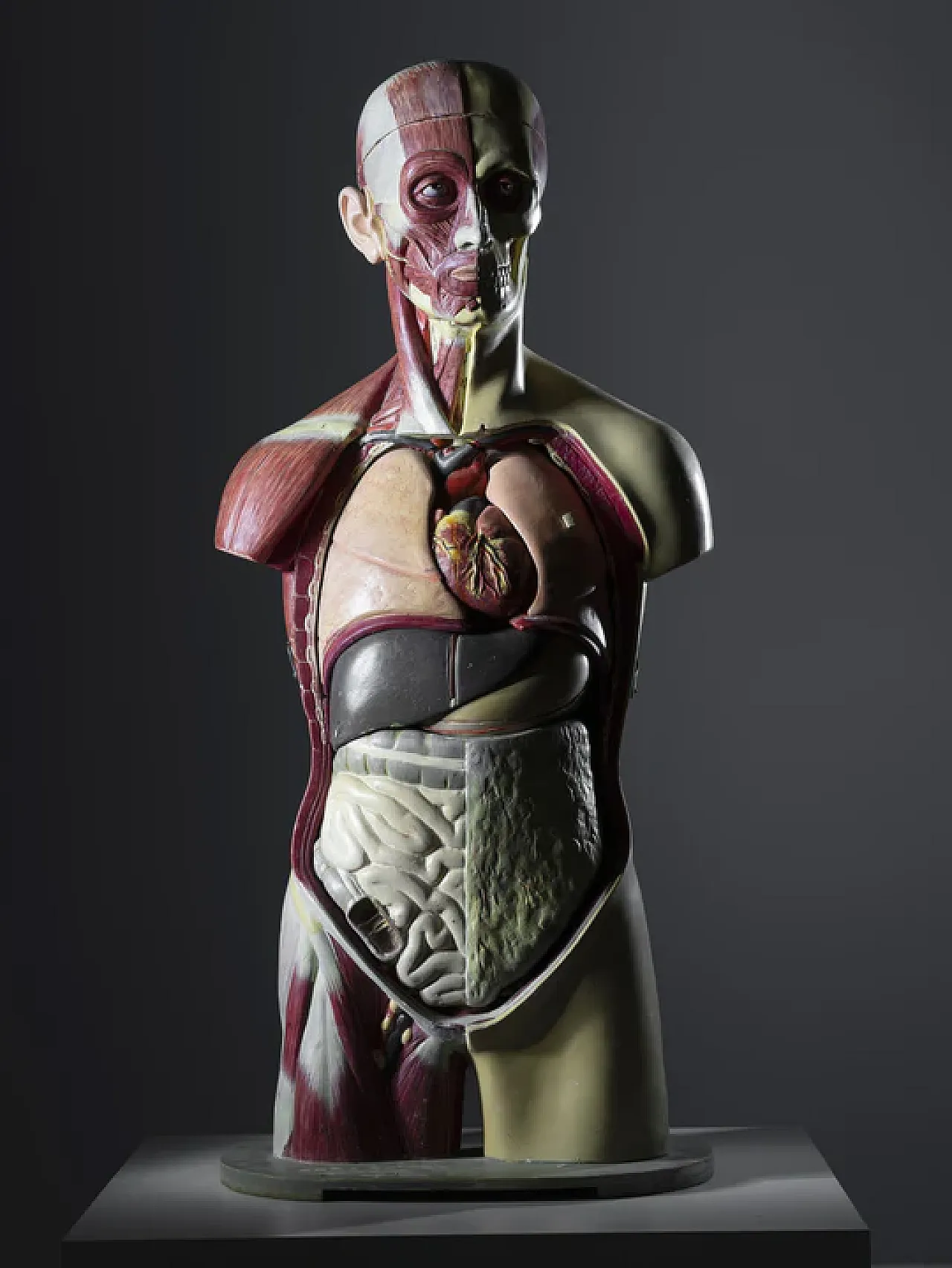 Anatomical model of a male body, 20th century 1