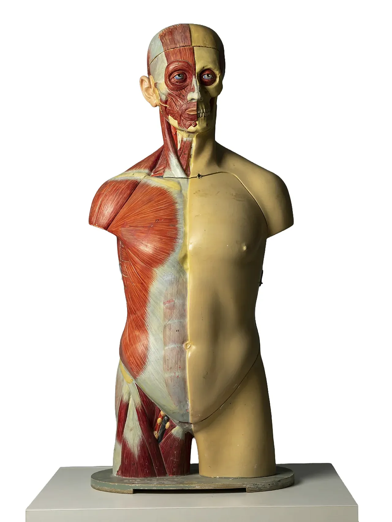 Anatomical model of a male body, 20th century 2